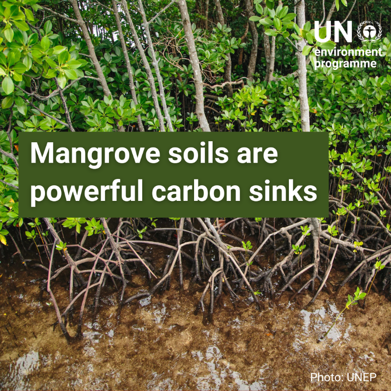 UNEP's tweet photo. Did you know that mangroves are some of the most carbon-rich ecosystems on the planet? They store on average 1,000 tonnes of carbon per hectare in their biomass &amp; soils.

Protecting mangroves is a crucial step towards #ClimateAction: