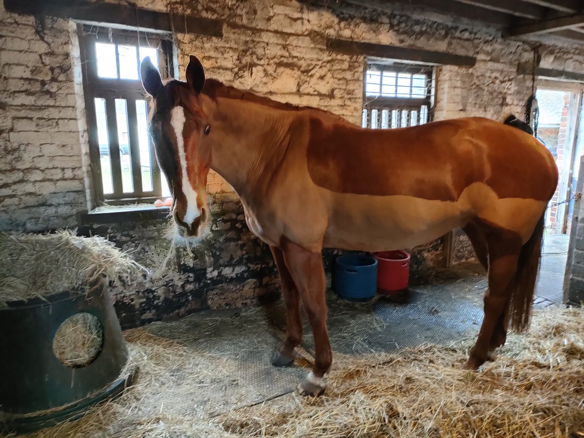 Laura_R_Leeson's tweet photo. Strong winds overnight and forecast for today here in the UK. Monster Monday has already treated my chicken house like a throw toy (all the chooks are fine), so it's a #duvetday for the #orangeprincess and seedling gardening for me... #indoors
#amwriting too, of course! https://t.co/SyQPmPD8mB