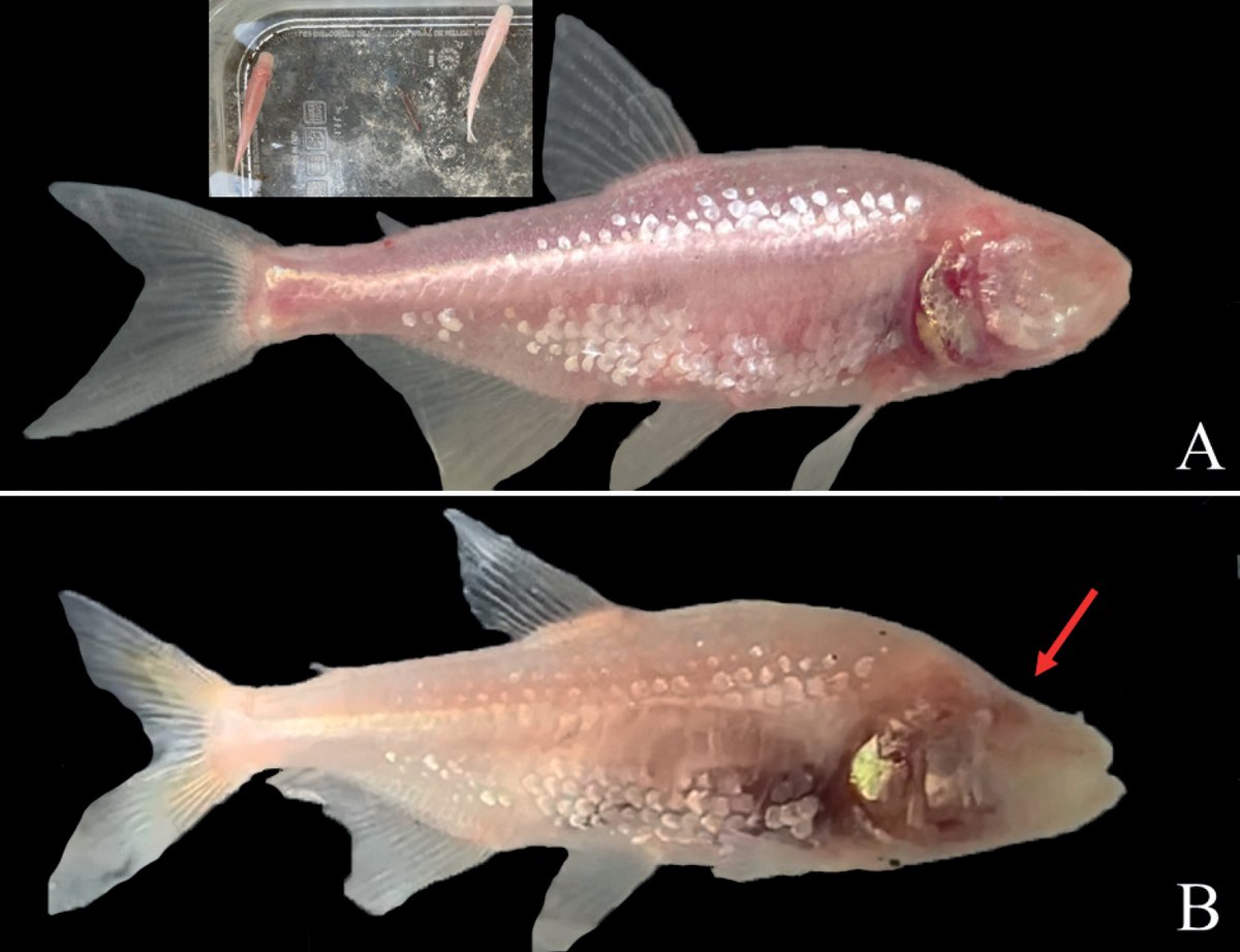A new population of the blind #cave #characin Astyanax mexicanus has been found in Northern Sierra de El Abra, Mexico. It is described in a recent study: doi.org/10.3897/subtbi… 
<a href="/UNAM_MX/">UNAM</a> <a href="/Marist/">Marist University</a> @sunyulster