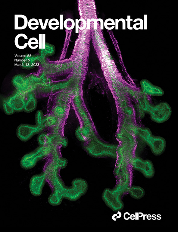 celestemnelson's tweet photo. Check out this beautiful image from the incomparable @katie_e_goodwin on the cover of the latest issue of @Dev_Cell ! ♥️🐭🫁

This story was a saga and deserves a 🧵. 1/n https://t.co/3uOm7PToGg