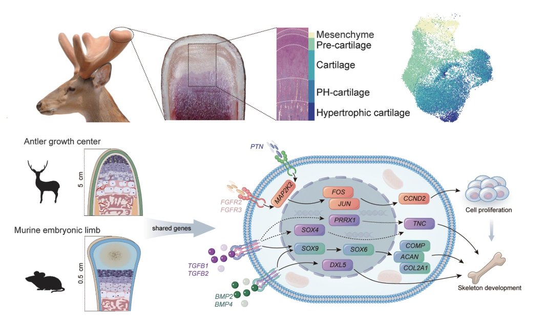 stemcellpodcast's tweet image. 🦌 How do deer regenerate their antlers?

A team at @NPUintl developed a #SingleCell atlas of antler regrowth and identified a population of “antler blastema #progenitor cells&quot;.

📃 @ScienceMagazine: bit.ly/3IQGD99
🎧: bit.ly/3SYFP5D