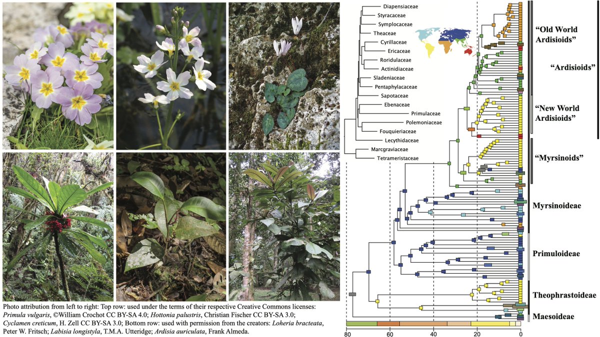 Drew Larson (@phylodrew) on Twitter photo I'm very happy to announce that our new article on the systematics of Primulaceae s.l. is now available open access! It's last of my PhD work at <a href="/UMichEEB/">UMich Ecology and Evolutionary Biology</a> and a very collaborative project including with scientists at @KewScience and <a href="/FloridaMuseum/">Florida Museum</a>. doi.org/10.1016/j.ympe… I'm very happy to announce that our new article on the systematics of Primulaceae s.l. is now available open access! It's last of my PhD work at <a href="/UMichEEB/">UMich Ecology and Evolutionary Biology</a> and a very collaborative project including with scientists at @KewScience and <a href="/FloridaMuseum/">Florida Museum</a>. doi.org/10.1016/j.ympe…
