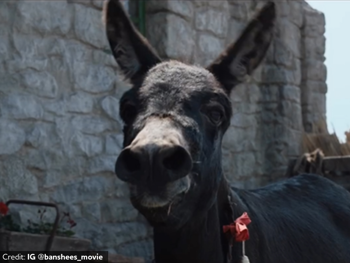 We were not involved in the donkey’s appearance at the #Oscars, and we do not advocate the use of donkeys for entertainment.

Films like #BansheesofInisherin and EO portray donkeys as kind and beloved creatures, and we hope that they will advocate for better donkey welfare.