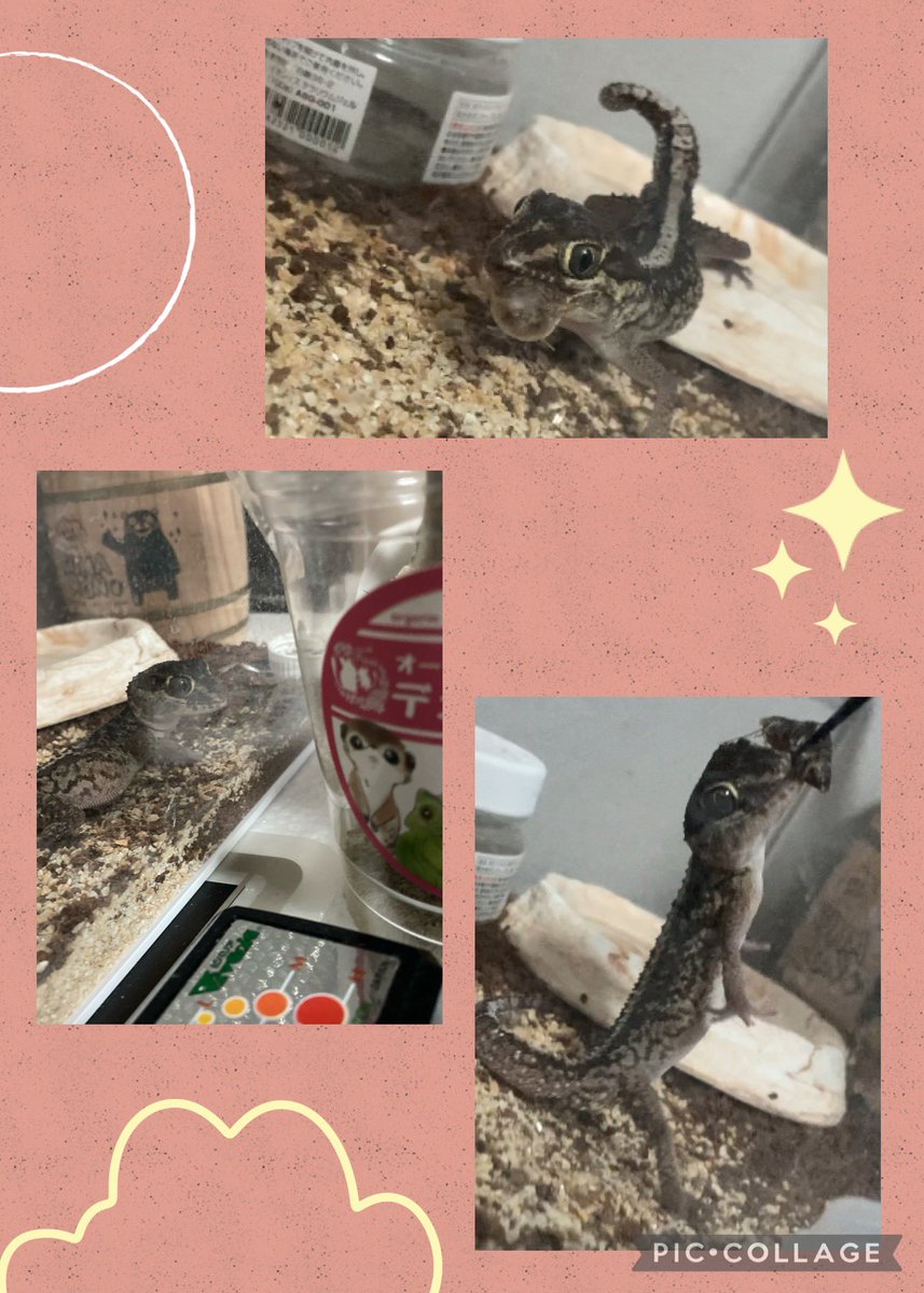 ブラックアウトベガでfuuさんから買ってみたオーガニックデュビア🪳
ゼツくんの食いつき良かったです🤤
#ソメワケササクレヤモリ
<a href="/ShopFuu/">shop＊fuu</a>