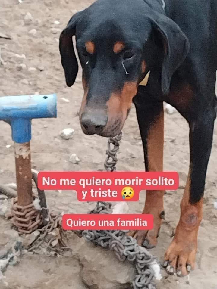 rommyb's tweet photo. ROCKY, DOBERMAN JOVEN, SERÁ DEJADO EN LA CALLE
Fue rescatado en pésima con. x Evelyn Quispe, pero el pobre Rocky nunca logró ser adoptado, por lo que será dejado hoy lunes en la calle. Ya está esterilizado y solo necesita una familia aunque sea temporal
SOLO WHATSAPP 987601578 https://t.co/e3bzW60t5U