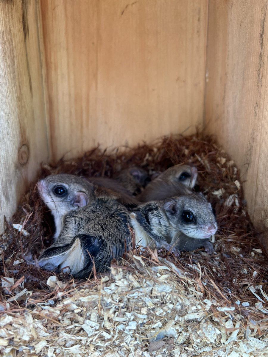 NativeBirdBoxes's tweet photo. A great way to start the day birding with @StephenTucker7 at @FourSeasons @FSOrlando Eastern Bluebird posing then shared she had 4 eggs to the Flying Squirrel colonies! @GCSAA @FGCSA @BirdsofTurf @FloridaTGA #orlando #orlandogolf #golfcourse https://t.co/U10QalJI3h