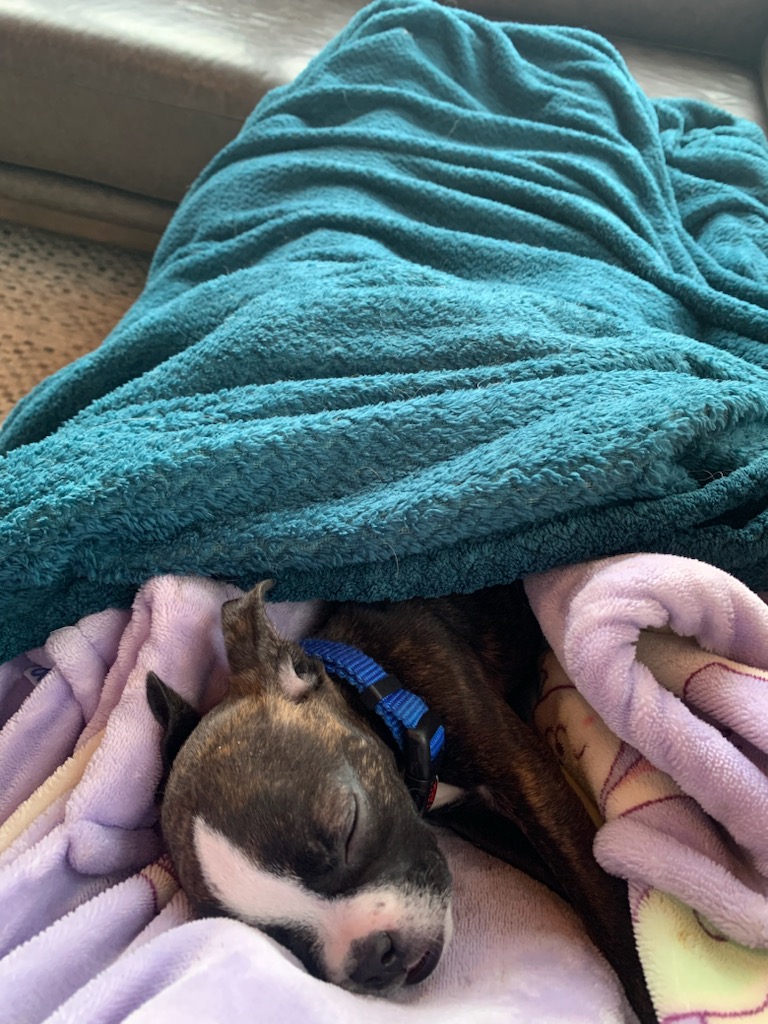 SimcoeDHumane's tweet image. Thank you Helping Truper get his bloodwork/tests!
The test results are not indicative to a portosystemic liver shunt, his heart is good, he is now able to eat better with his healed jaw and is acting like a true puppy, and needs his beauty sleep after a good play
#DonationsHelp