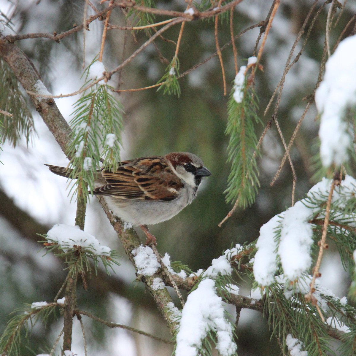 Mr. House Sparrow did not seem to mind the snow one bit!
#mrhousesparrow #sparrows #housesparrows #sparrow #ohiobirding #ohiobirder #birder #ohiobackyardbirding #birds #ohiobirdlovers #marchsnow