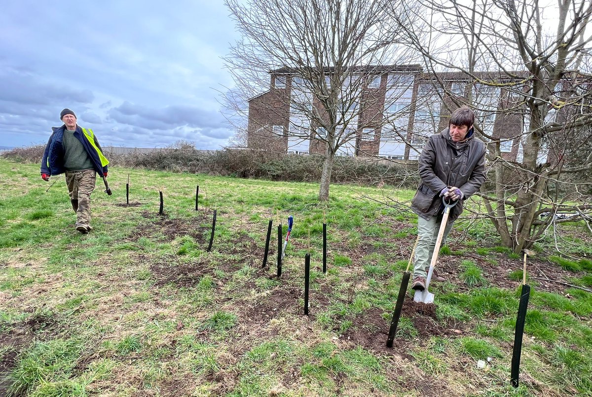 Planting at Easrney Lakes behind Henderson's caravans on Sat. 11 March, 75 saplings formed a fruiting hedge with 25 of each Bird Cherry, Hazelnut and Goat Willow for the Queens's Green Canopy. by Tree Wardens, HIOWT, Langstone Harbour Friends, Community Orchards and Good Gym
