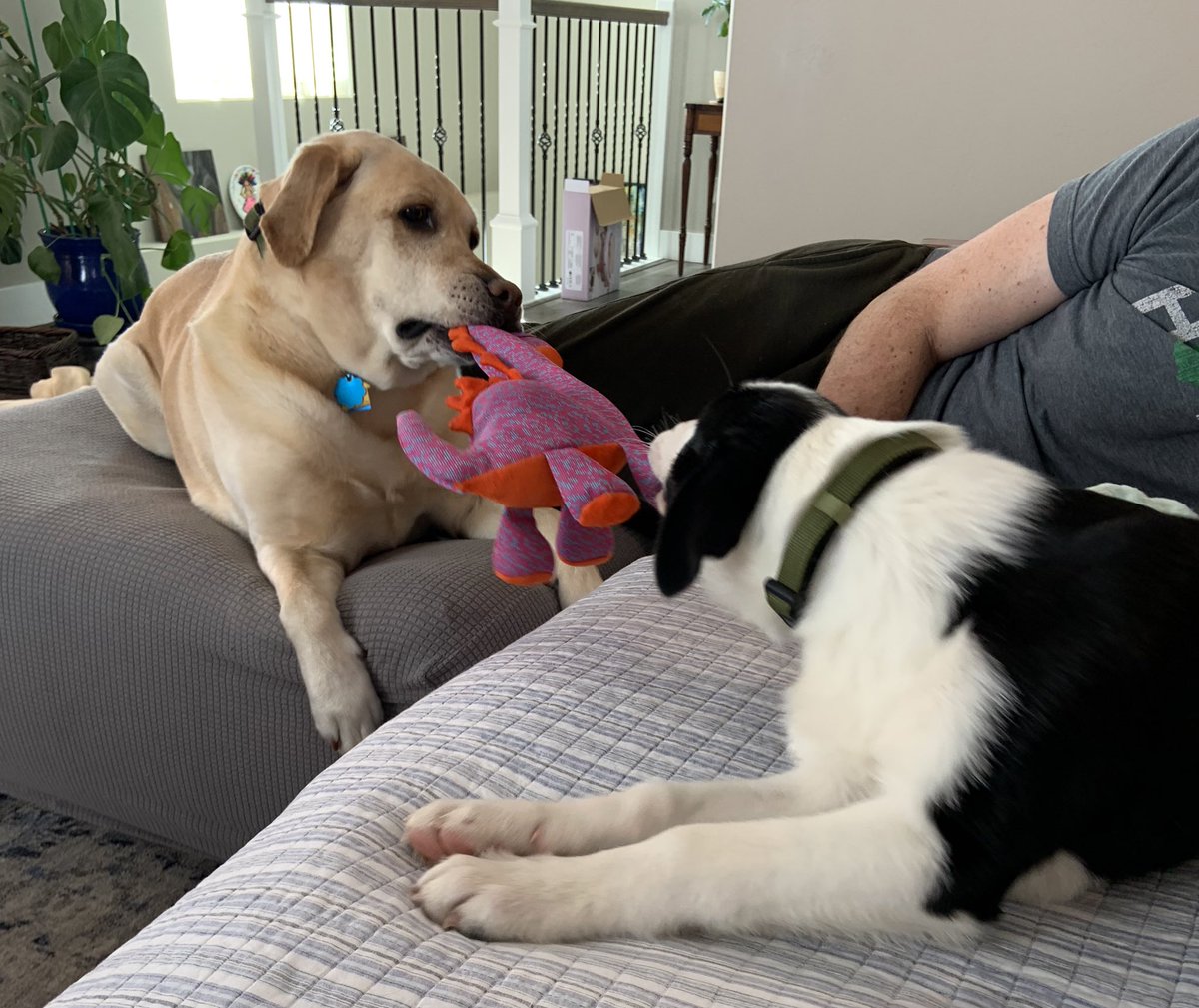 TheHerdHouse's tweet photo. JBJ pupdate. Stole hearts and blankies. But he doesn’t need a blankie wrap to be picked up!! Got a new bebe bro.
Say hi to SAM! #HouseCow He’s another A2A pup and while lil J could care less Max adores Sam.
@JBJ_theDog has his own HERD. Squeee https://t.co/hILJi0p5HZ