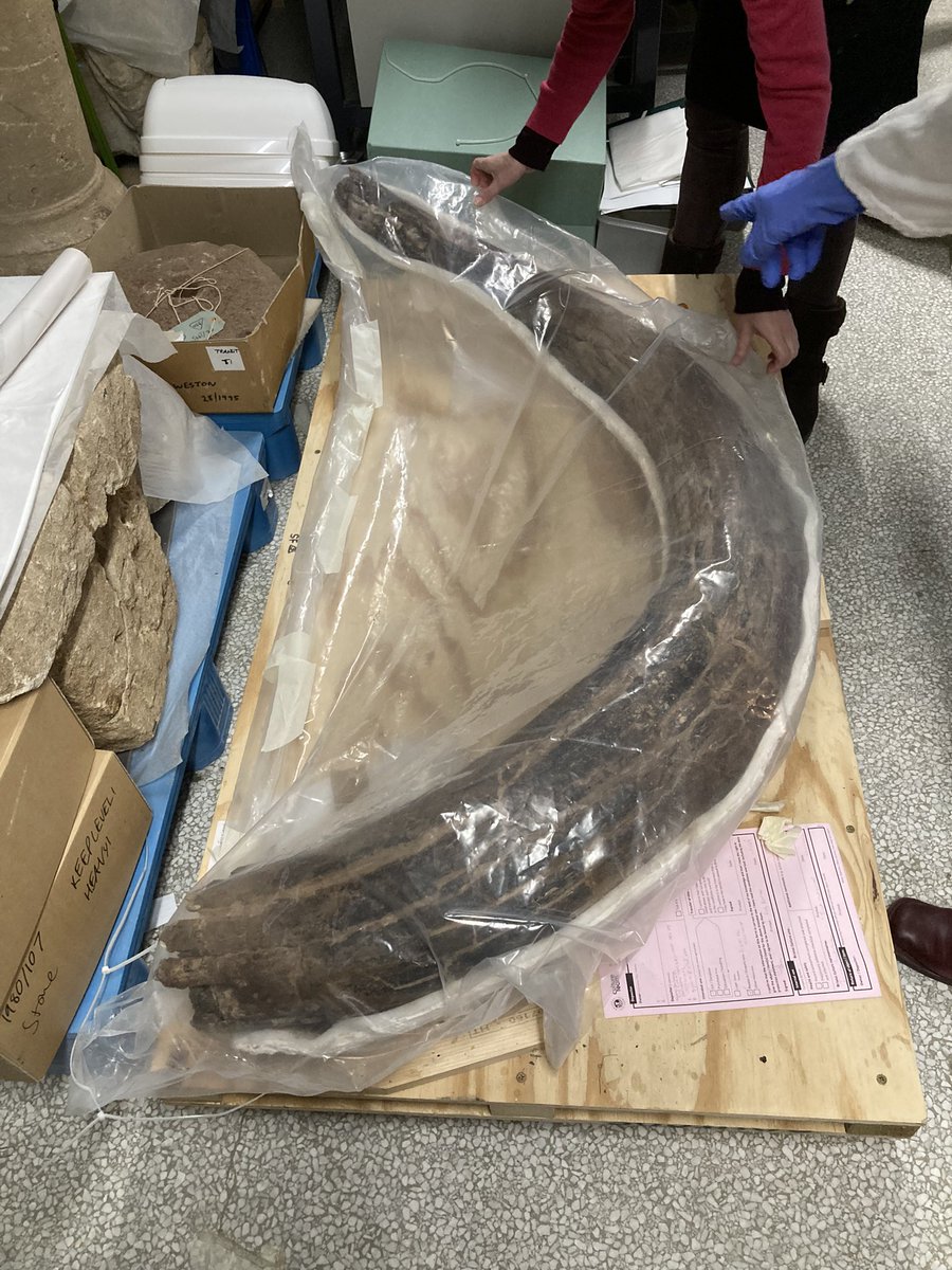 PurpleMastodon's tweet photo. Very pleased to see the steppe mammoth tusk has travelled well and is happy @bristolmuseum. Training session and condition check today with @CConserveCymru https://t.co/7XjQ4rmiBk