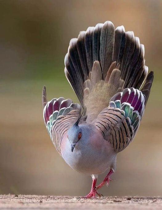 Brandova2's tweet photo. Winged Wonders https://t.co/oT5kP879n1