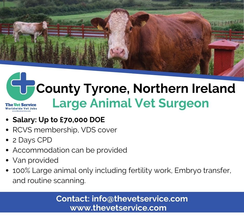 Love working with large animals? Then look no further at this 100% large animal job in County Tyrone, Northern Ireland 🙆‍♀️ 

thevetservice.com/vet-jobs-north…

#thevetservice #vetstudents #vet #veterinarymedicine #veterinarysurgeon #vetlifestyle #vetlife #vetlocum #vetjob #vetjobs