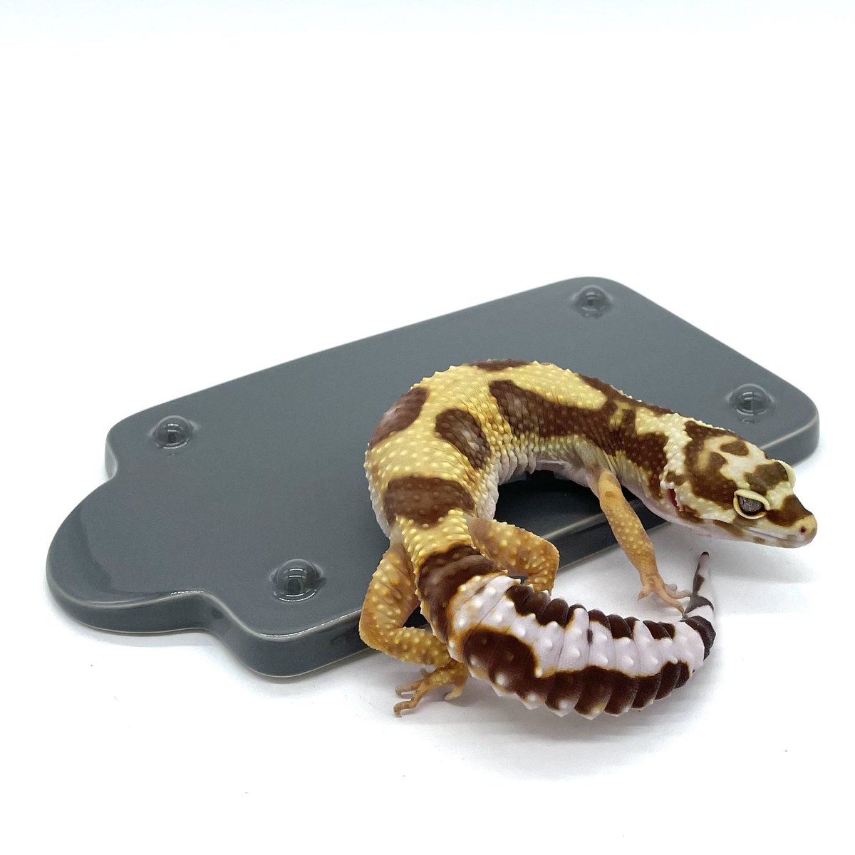 ishelter_aiSUru_hokkaido (@IshelterH) / Posts / X