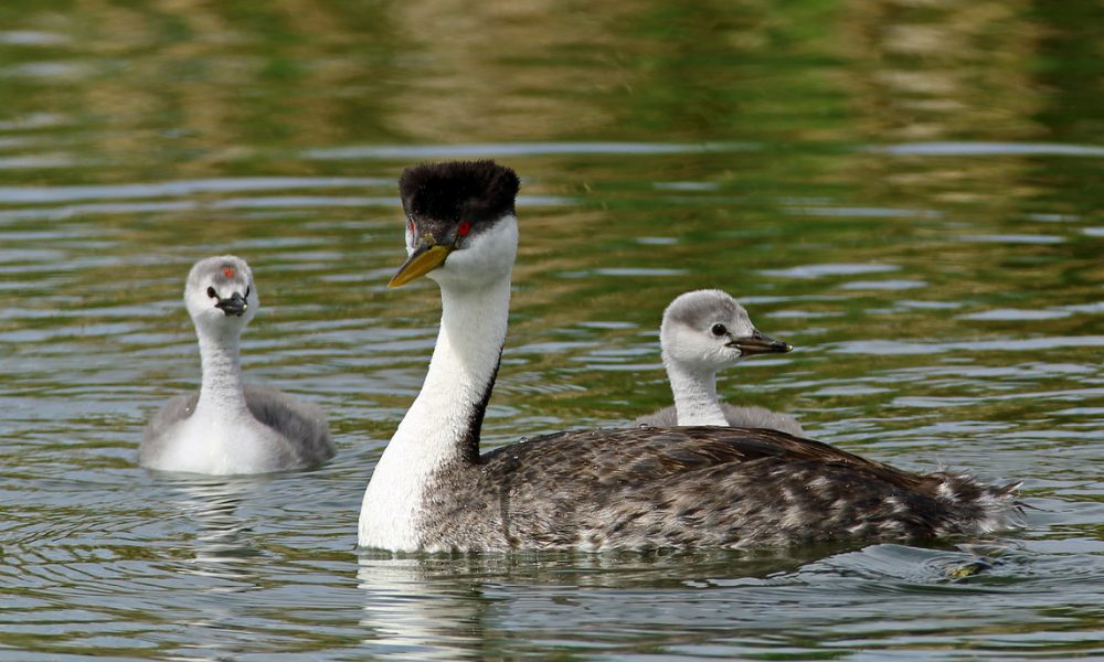 frontrangebird's tweet image. A Coupon for You - mailchi.mp/frontrangebird…