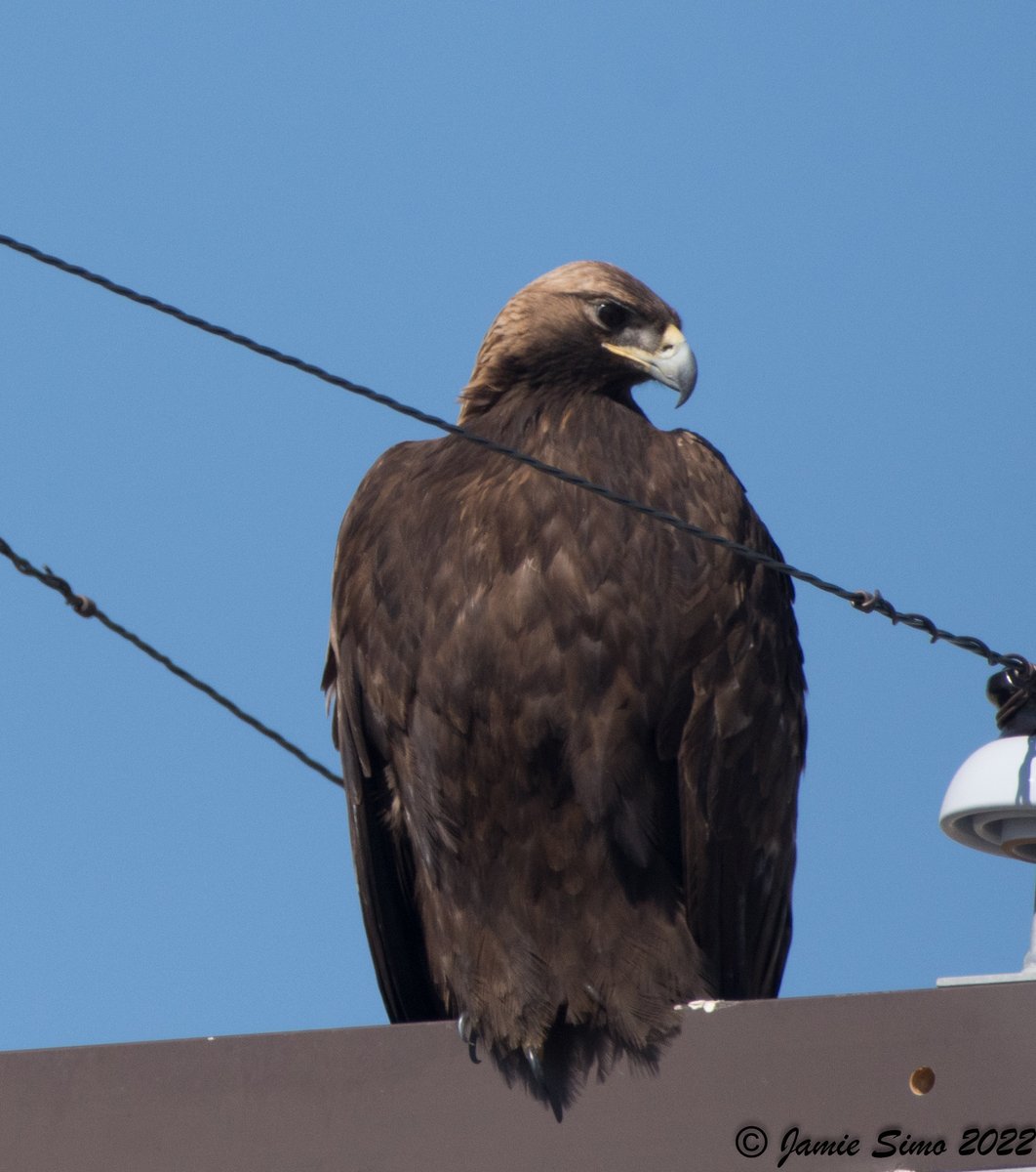 frontrangebird's tweet image. A Coupon for You - mailchi.mp/frontrangebird…