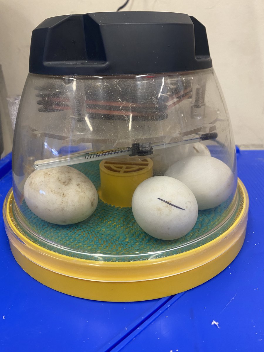 Year 1 are so excited with our new arrivals!