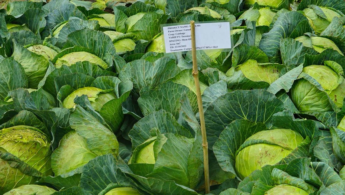 #ImpactThatMatters for Farmers - “Now, when we intercropped tree tomato with vegetables, we no longer shop (for) vegetables instead we are harvesting from our own plot of land, the time of weeding was reduced which ensures soil cover and there’s no more soil erosion.” Emmanuel