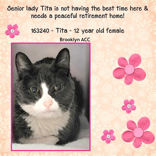 sachikoko's tweet photo. 🆘URGENT!🆘SENIOR ALERT🆘
💘SAD, SWEET 12YO #SENIOR GRAY &amp; WHITE KITTY "TITA"💘
😾💔DUMPED BY OWNER
🚨NEEDS #ADOPTION #RESCUE #FOSTER ASAP!🚨
⏩163240 https://t.co/P67LRFUuER.
🙏🏽#ADOPT #PLEDGE #SAVEALIFE #AdoptDontShop
#BROOKLYN  #NYCACC #CAT #AdoptASeniorCat https://t.co/QWwegth5Ye