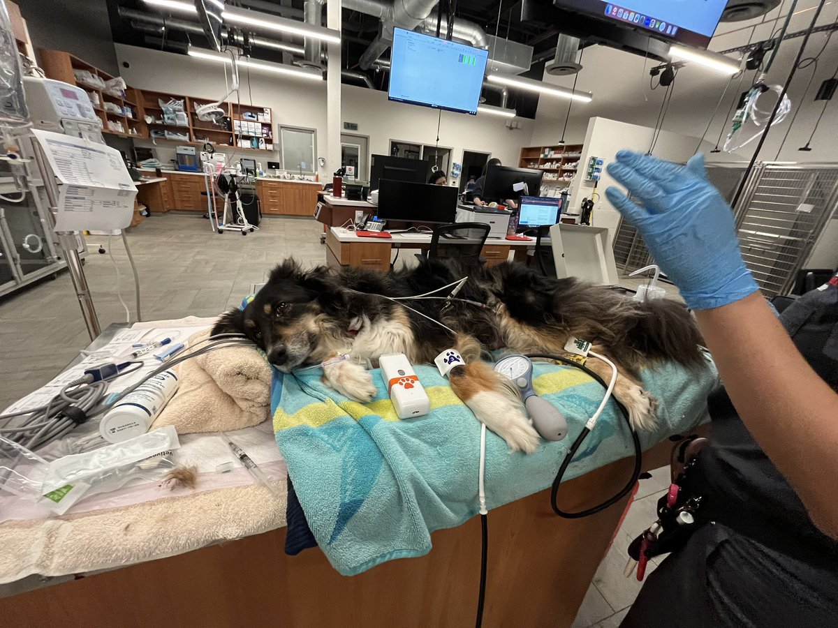 Dr. Lupita Hinojosa tweet media