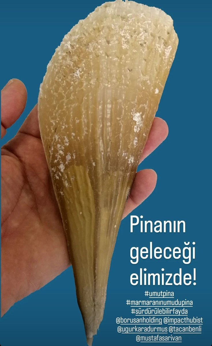 umutpina (@umutpina) on Twitter photo Pinanın geleceği elimizde!
#umutpina
#marmaranınumudupina
<a href="/borusanholding/">Borusan Holding</a>
@impacthubist
<a href="/KaradurmusUgur/">Uğur Karadurmuş</a>
@mustafasari_van Pinanın geleceği elimizde!
#umutpina
#marmaranınumudupina
<a href="/borusanholding/">Borusan Holding</a>
@impacthubist
<a href="/KaradurmusUgur/">Uğur Karadurmuş</a>
@mustafasari_van