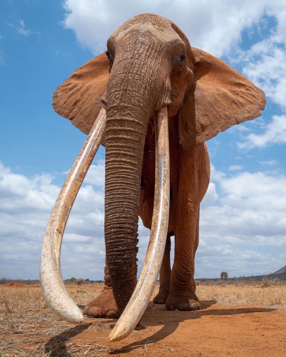 hannes_1961's tweet photo. The Big Tusker Genes are strong in Tsavo, especially with iconic female Tusker like the famous Mudanda ❤️🐘❤️ https://t.co/1e1Y66jH5u
