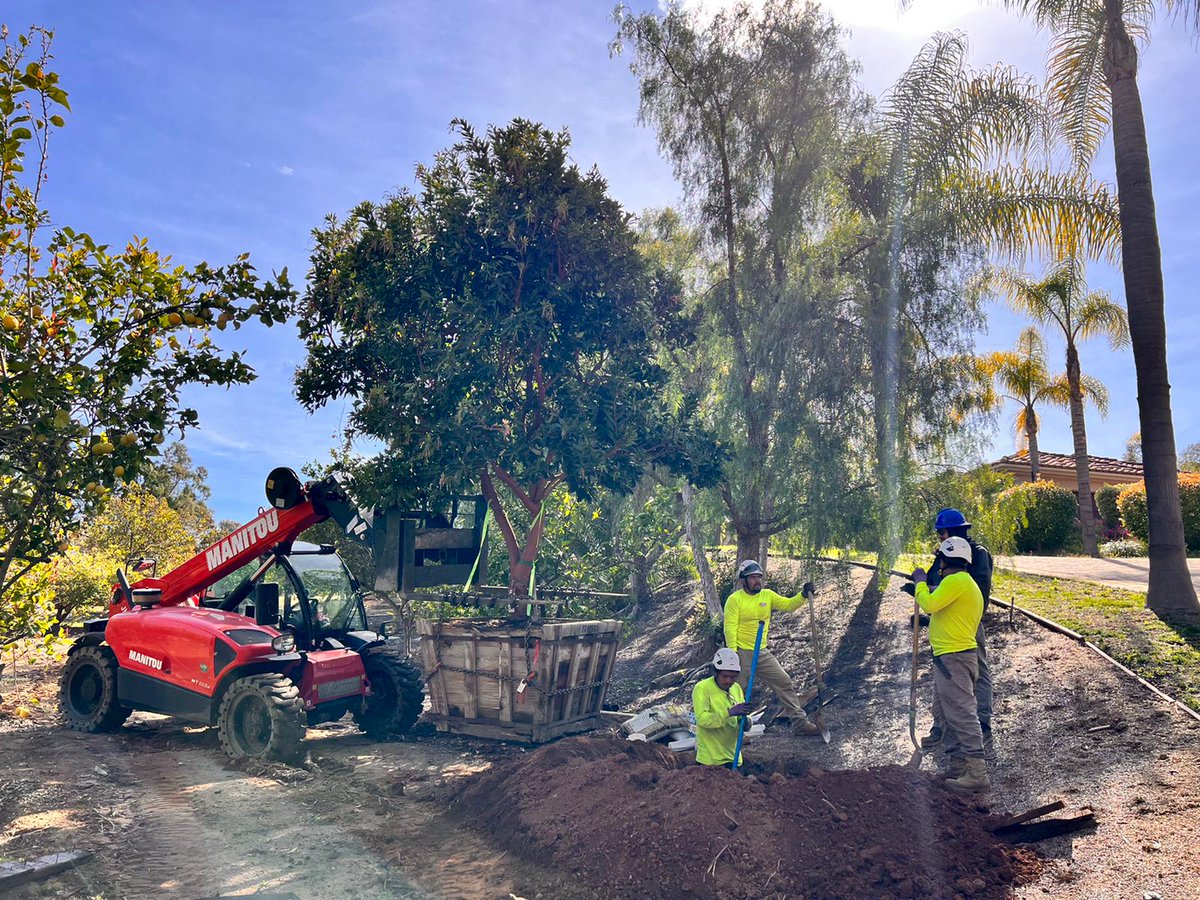MoonValleyTrees's tweet photo. Our Amazing Planting Crews bring Dreamscapes to life!
#planting #trees #maturetrees #bigtreeenergy โจ https://t.co/avejYVFXFo