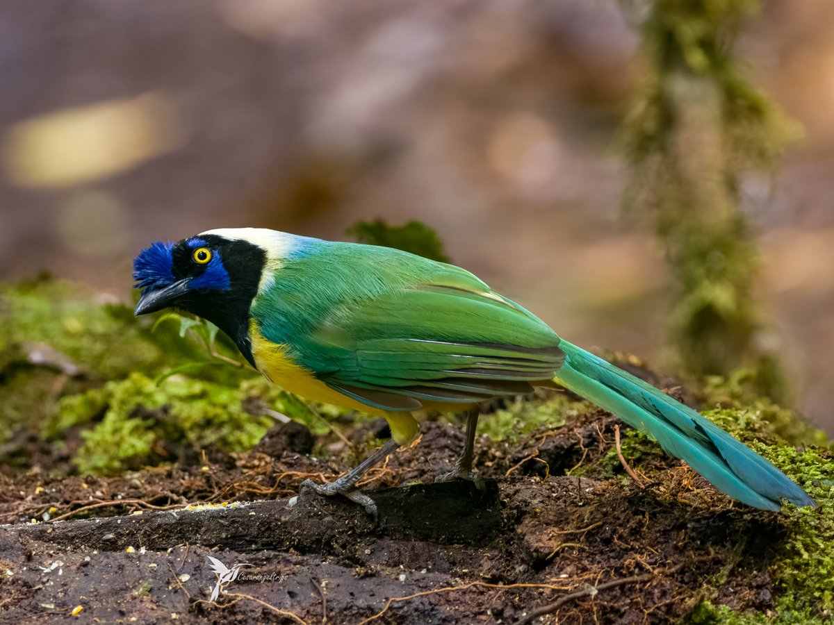 cesarangeltrips's tweet photo. Es un ave que pertenece a la familia de sus cuervos y se le conoce como Urraca Verde. Cerca de cinco tipos de cantos diferenciados lo hacen notorio en medio de los bosques. De gran colorido, resalta entre la vegetación de los bosques de niebla en los andes. https://t.co/QRNJEDSsNA