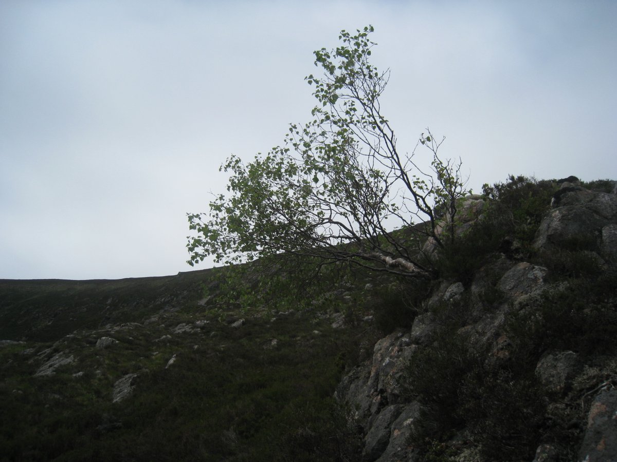 Cairngorm22's tweet photo. @PinkfootedGus @ilona_turnbull @erskine0812 @ReforestingScot @Mountain_Scot @walkhighlands @TGOMagazine @ScotsMagazine @RewildScotland @OATScot @MontaneWoodland @cairngormsnews @lomondtrossachs @PeteCrane5 @stuartyounie @ramblersscot These would be just about the 600m mark, at either end of the Creag Doin face of Sgor Dubh, above Glen Lui in the #Cairngorms. #MountainBirchProject https://t.co/EbyN2vhp7M