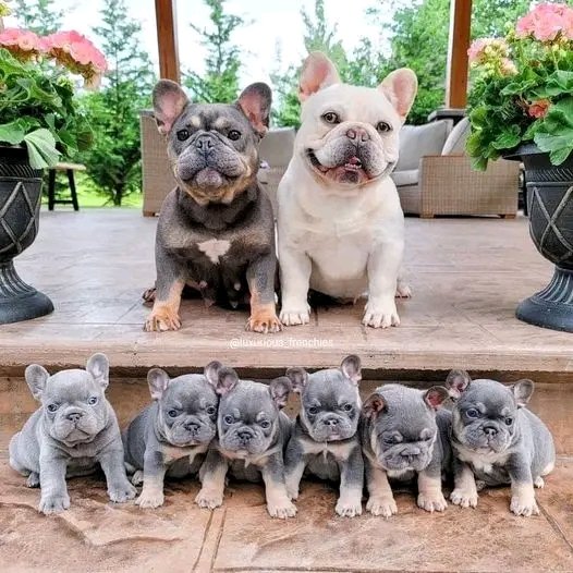 Family 😍😍

#Englishbulldog #frenchbulldog 
#dogsoftwitter