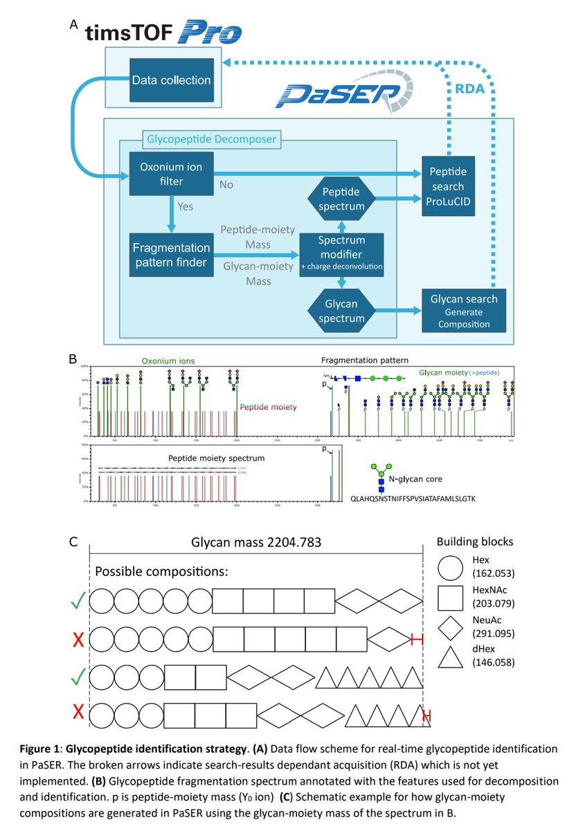 The GlycoPaSER prototype as a real-time N-glycopeptide identification tool based on the PaSER parallel computing platform |  buff.ly/3mQIrXu #proteomics