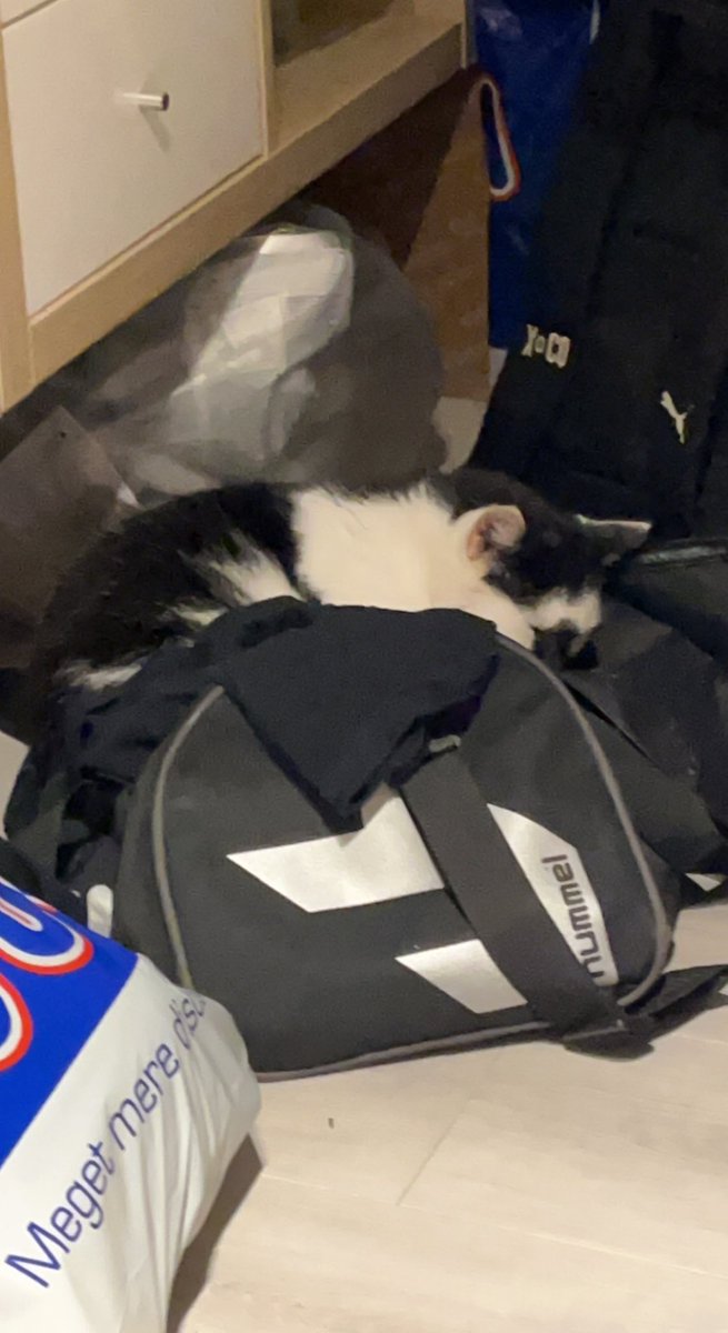 Badcak3's tweet photo. @KattenEUW Bag Cat https://t.co/gprQd6ipG3