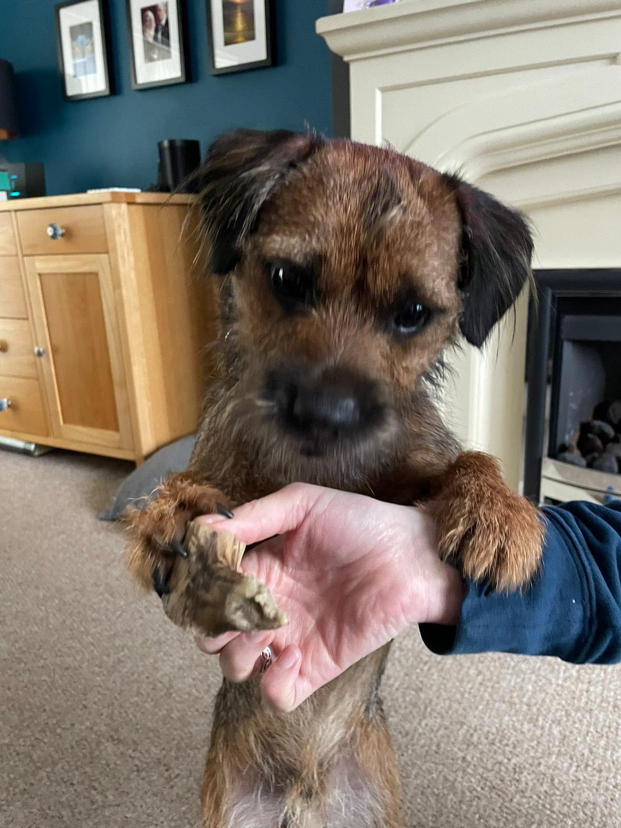 BodhiSattvas21's tweet photo. Mamma, stops messing - giv me my deer crack. Iz serious! #Bodhi #borderterrier #BTposse #deercrack https://t.co/EkvMa0hrHf