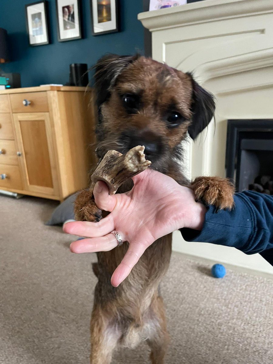 BodhiSattvas21's tweet photo. Mamma, stops messing - giv me my deer crack. Iz serious! #Bodhi #borderterrier #BTposse #deercrack https://t.co/EkvMa0hrHf
