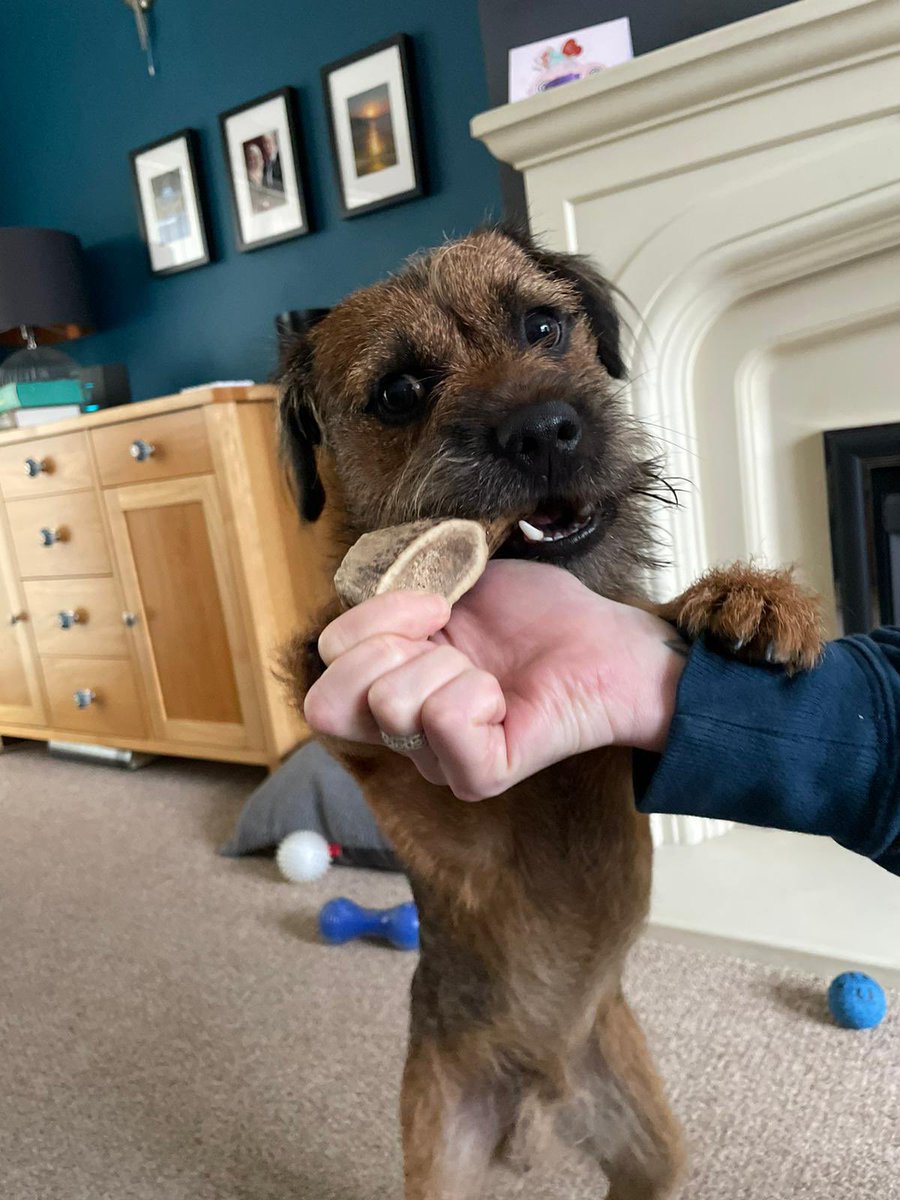 BodhiSattvas21's tweet photo. Mamma, stops messing - giv me my deer crack. Iz serious! #Bodhi #borderterrier #BTposse #deercrack https://t.co/EkvMa0hrHf