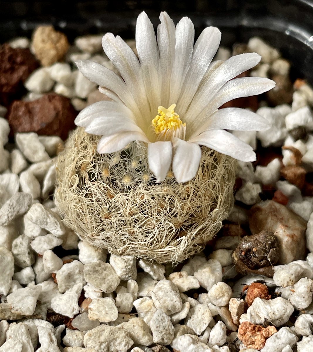 cactusspot's tweet photo. Mammillaria aureilanata v alba 

#cactusspot_cactus #mammillaria #cactusflower  @cactusspot https://t.co/XxIedbKp0S https://t.co/fJrFPGUH5H