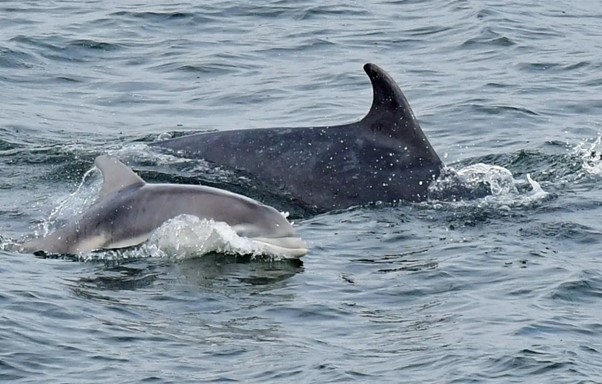 HWDT_org's tweet photo. 🐋 HWDT Winter Webinar Series 🌊
This week we are joined by Clyde Whale and Dolphin Watch! 🐬 CWDW are keen to establish their own photo-ID catalogues of the species found in local waters! 📷
Book your spot via the Eventbrite link 👇 Thank you! https://t.co/J5X88lFu6b https://t.co/J5w34VbH0A