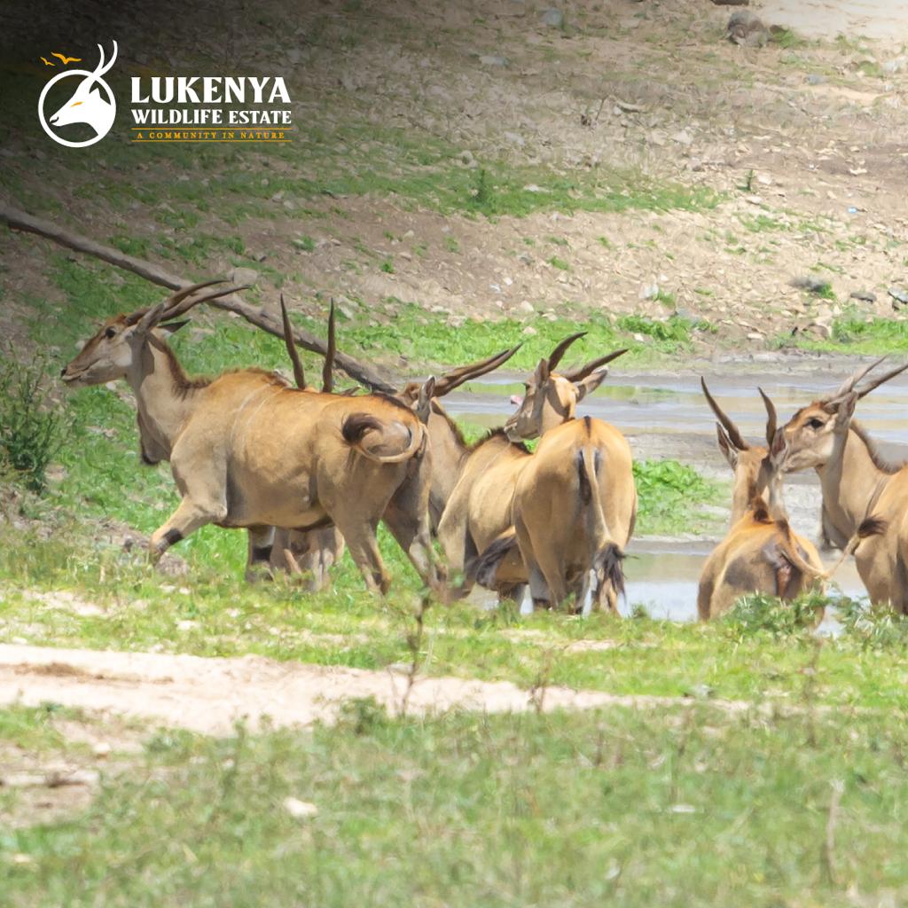 SuperiorHomesKe's tweet photo. Escape the ordinary, embrace the extraordinary at Lukenya wildlife estate.
Contact us today to secure your plot.
๐ 0713 888 333
๐ง sales@superiorhomes.co.ke
๐https://t.co/dXevVplEeX
#LukenyaWildlifeEstate #plotssforsale #bushliving #outdoorspace #Superiorhomeskenya https://t.co/yDigJA2kJw