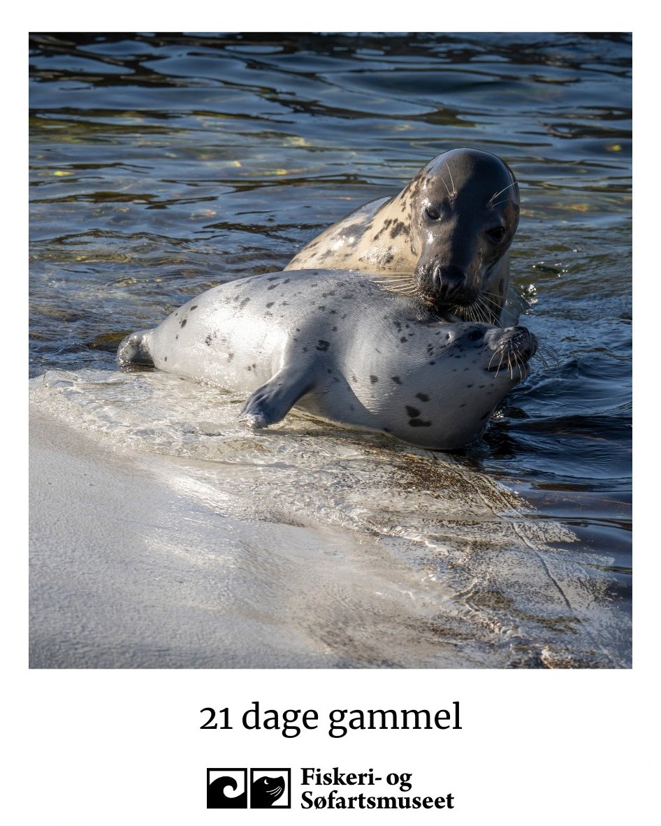 EmilieStepien's tweet photo. #Hybrid #sealpup is still going strong at #Denmark 's Museum of the Sea 🦭🥳It is most likely a female and seems to resemble the #harbourseal in appearance but with the #greyseal coloration😃She went for her first swim when she was 3 days old and shred the fur after a week. https://t.co/UYZop6aG6a