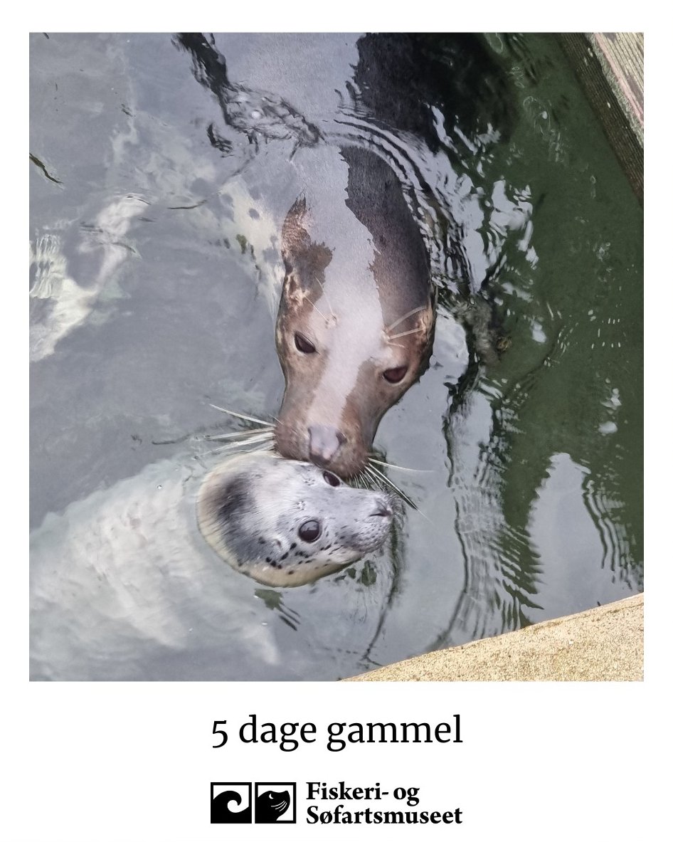 EmilieStepien's tweet photo. #Hybrid #sealpup is still going strong at #Denmark 's Museum of the Sea 🦭🥳It is most likely a female and seems to resemble the #harbourseal in appearance but with the #greyseal coloration😃She went for her first swim when she was 3 days old and shred the fur after a week. https://t.co/UYZop6aG6a