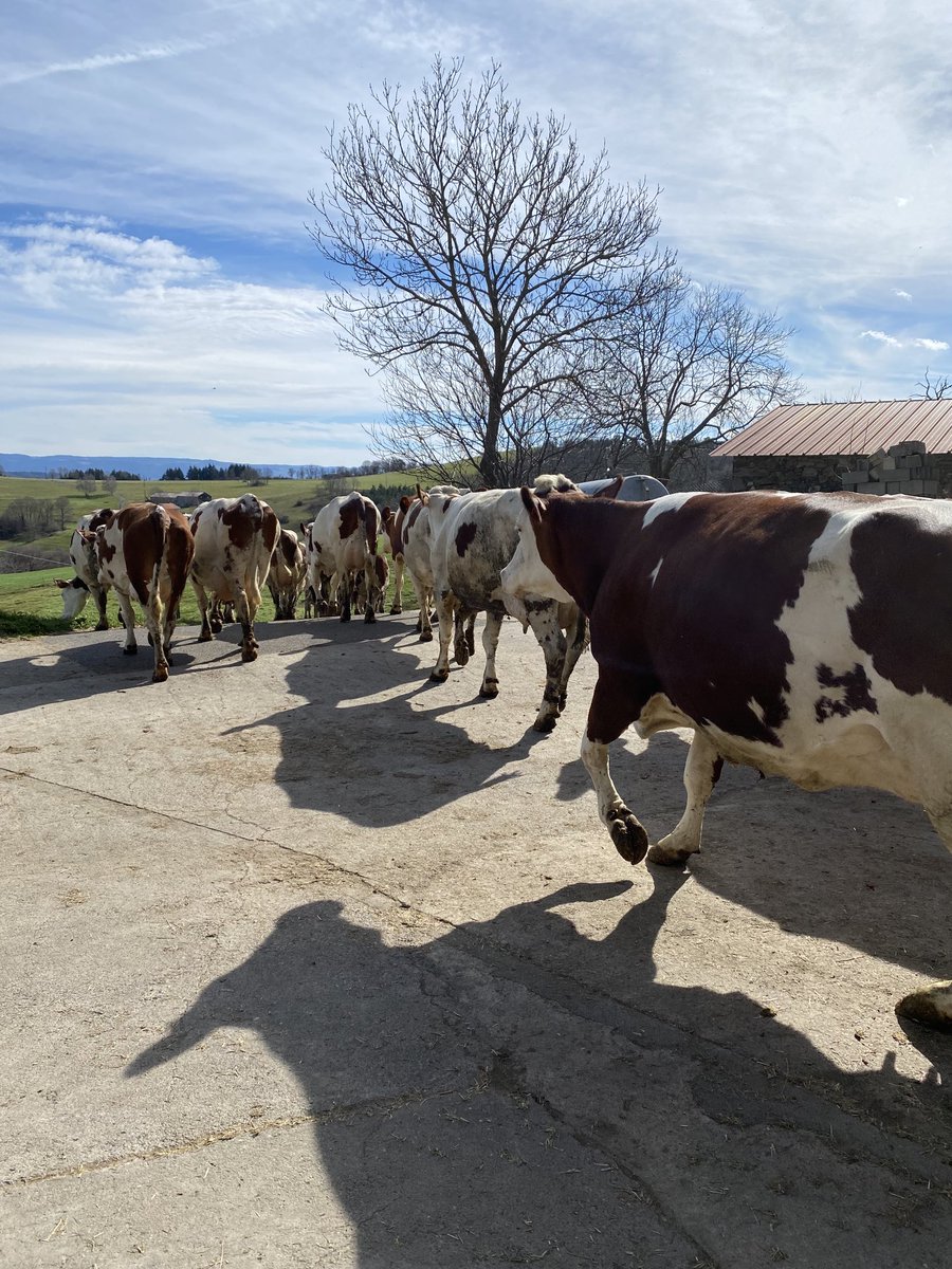 C’est parti, mise à l’herbe 2023 du soleil mais il faudrait surtout de l’eau rien que de l’eau venue de là-haut 🙏🤞🥛🐮🍀 #ceuxquifontlelait #laitdemontagne #montlait