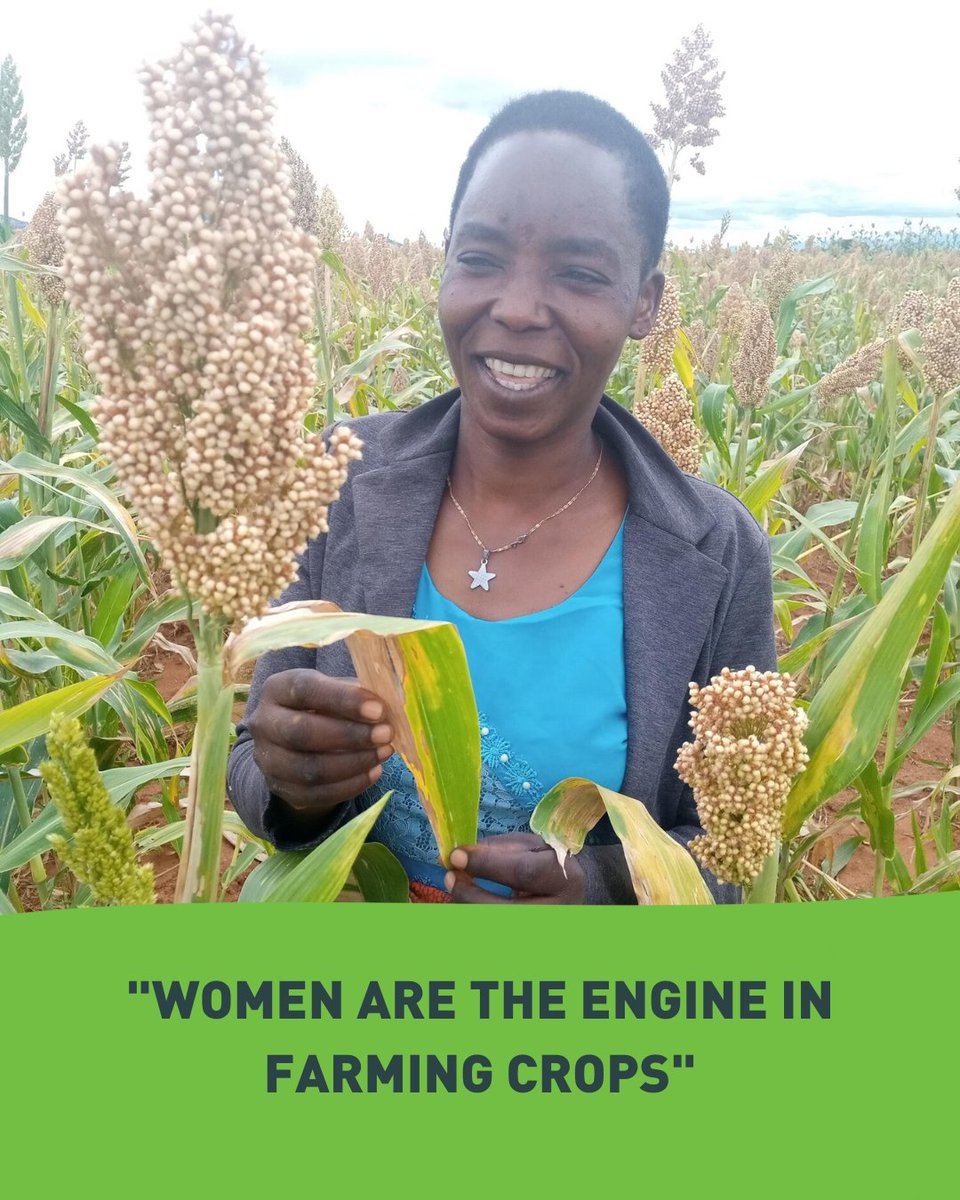 FarmAfrica's tweet photo. Tanzanian farmer, Hilda Madeje believes women are the engine of farming. 🚜💪🌱

Hilda owns five acres of land in the rural region of Dodoma, Tanzania and farms the climate-resilient crop, sorghum.

#MondayMotivation #MondayMood #Tanzania #Farming https://t.co/Hy9VAZXMlX