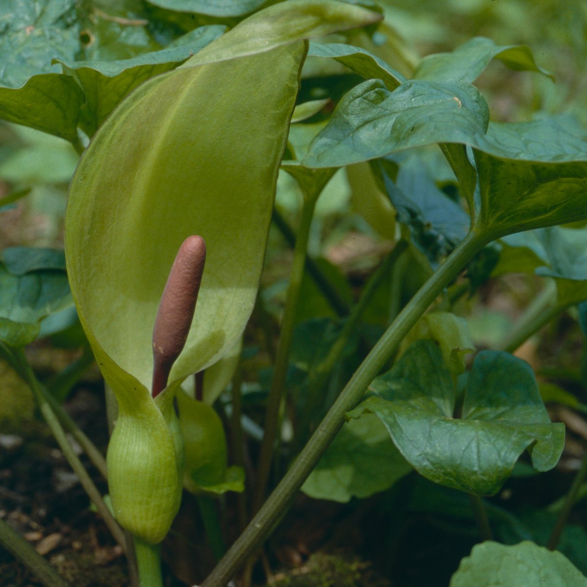 Recognise this plant from last night's episode of #WildIsles? 

This is Lords-and-ladies (Arum maculatum) - an incredible species that has a specially designed #flower to attract flies for pollination and a club-shaped spike which releases a urine-like odour🌼

Have you seen one?