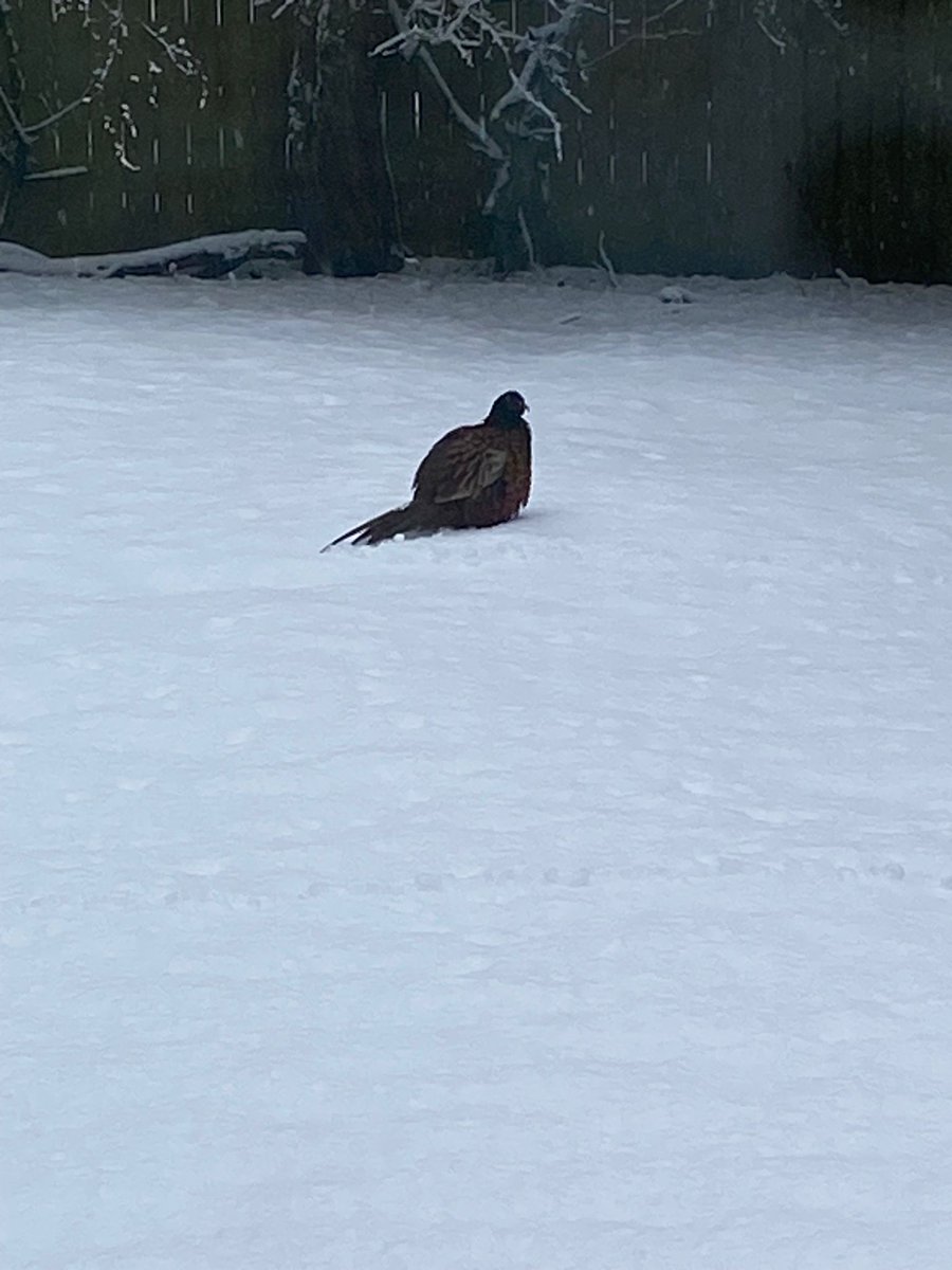 The snow has disappeared almost as quickly as it arrived, and we are all back to normal again.  We love the Park in the snow, but it isn't very practical for us, so we will be pleased when the Spring weather comes and the sun is shining again.