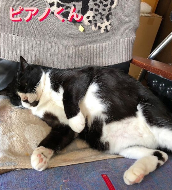 しっぽの怪我をきっかけに保護された地域猫の「ピアノ」くん。お外の暮らしが長かったようですが、抱っこもさせてくれる人間好き