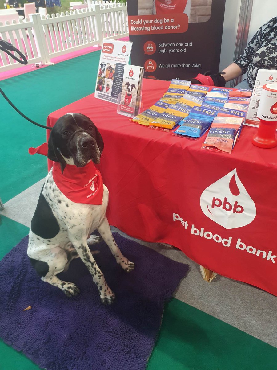 Our Director and Harry attended Crufts on Thursday, where Harry received The VHC in The Yearling Pointer Class.  Harry also spend time on the The Pet Blood Bank Stand to try to encourage more pets to donate blood. Well done Harry !
<a href="/Crufts/">Crufts</a> <a href="/PetBloodBank/">Pet Blood Bank UK 🩸</a> @Pointerdogs
