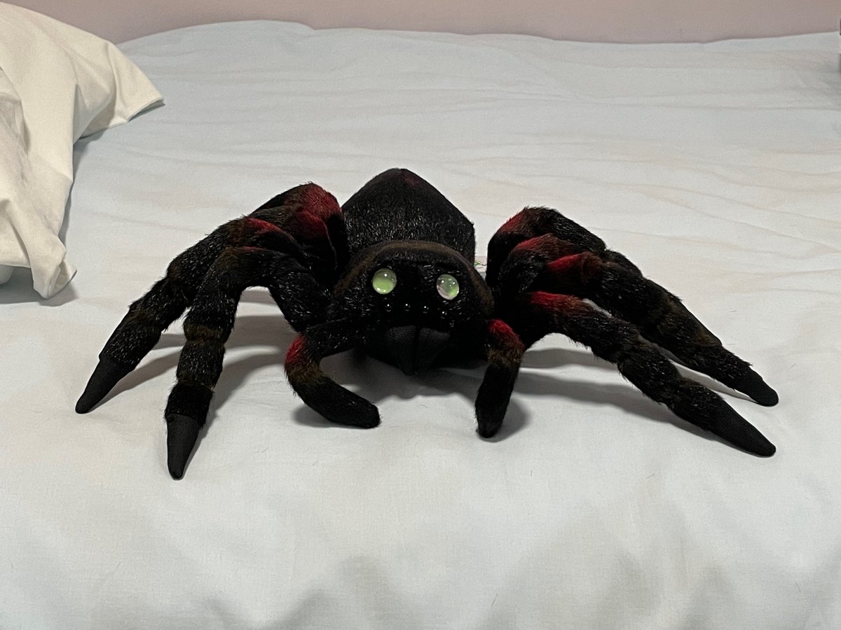 hydrowing's tweet photo. 還有蜘蛛！太可愛了！！！
⚠️ 蜘蛛警告！WARNING SPIDER! https://t.co/rjqPgcbQEj
