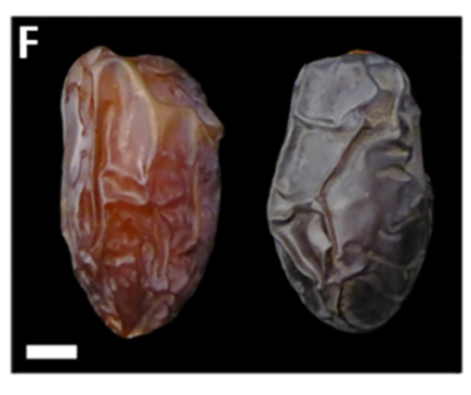 desertGenomics's tweet photo. 6. Among other effects, apparently the treated fruit was also darker and smoother https://t.co/eZnWYDZcdJ