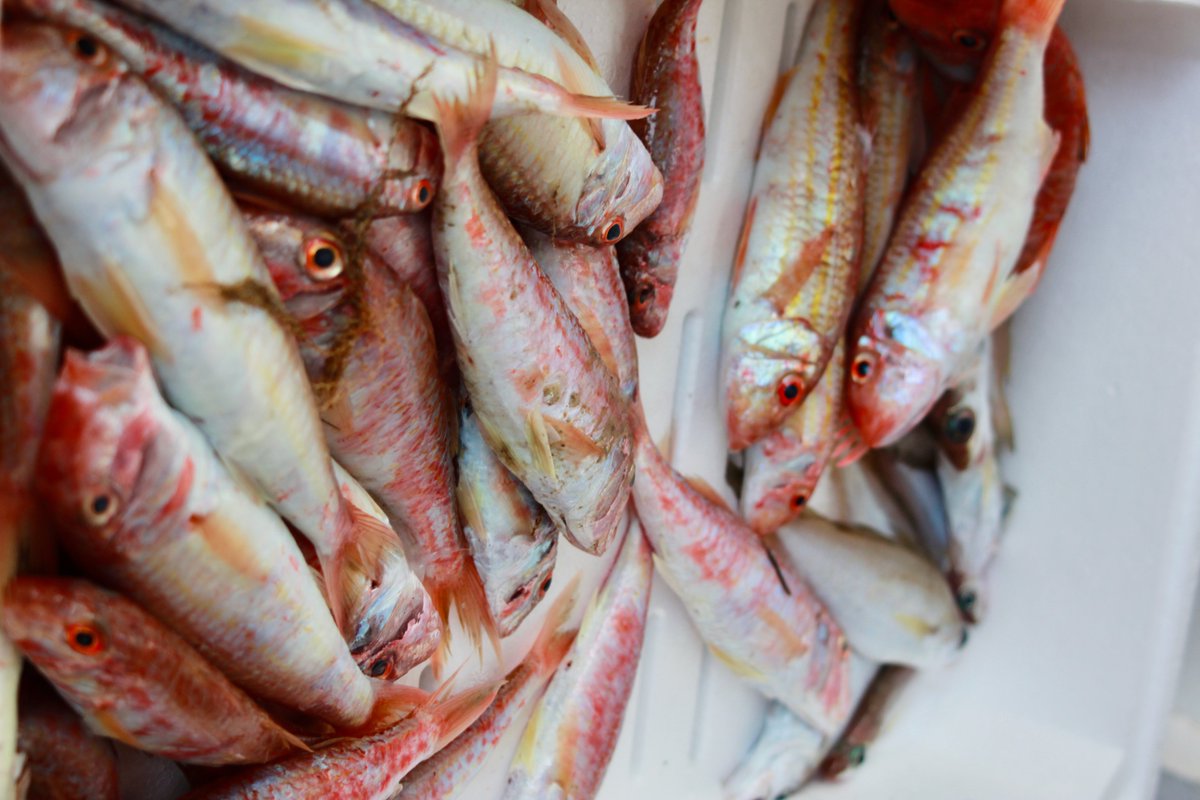 General Fisheries Commission for the Mediterranean tweet media