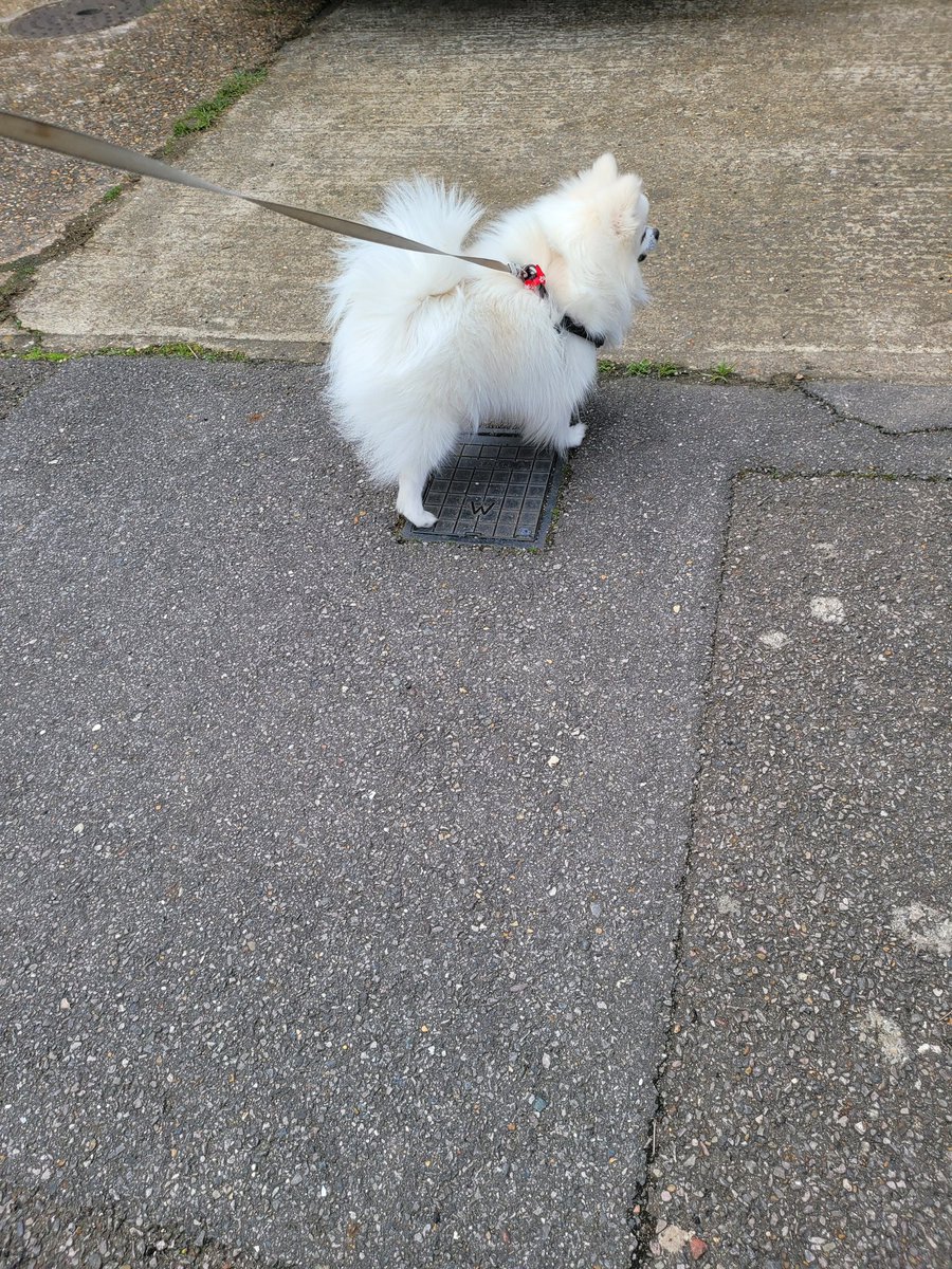 She is Rya ❤️
She is not just a dog ❤️
She is an angel ❤️
She is my inspiration ❤️
She gives me lessons daily 😇🙏❤️